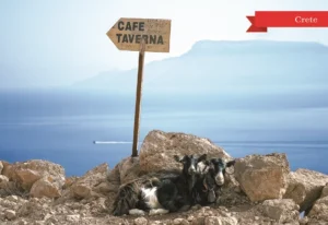 MM 004 Συσκευασία 50 Τεμαχίων
