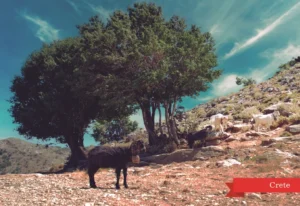 MM 028 Συσκευασία 50 Τεμαχίων
