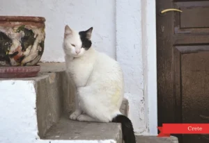 MM 042 Συσκευασία 50 Τεμαχίων